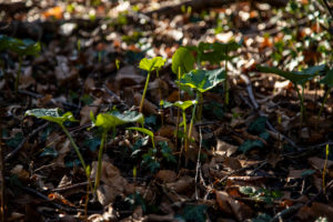 Spotted arum, leaves, Spotted arum, leaves,